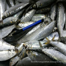 price frozen sardine